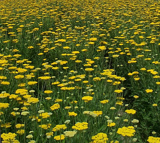 Dried Yarrow (20 Stem)